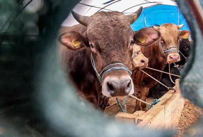 Canlı hayvan ithalatı yüzde 63 azaldı