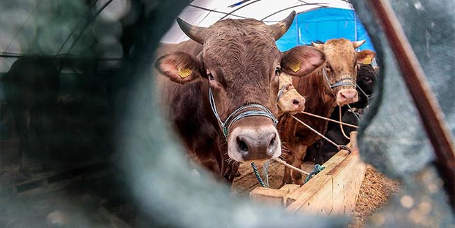 Canlı hayvan ithalatı yüzde 63 azaldı