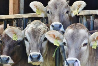 Elde kalan kurbanlıklar ne olacak?