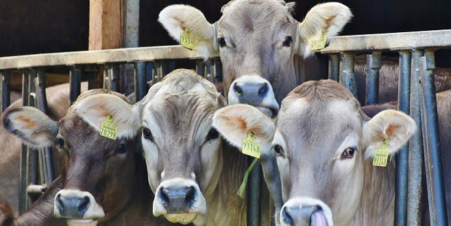 Elde kalan kurbanlıklar ne olacak? Elde kalan kurbanlıklar ne olacak?