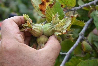 Emanete fındık vermeyelim
