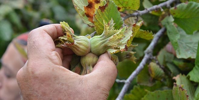 Emanete fındık vermeyelim