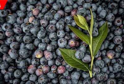 Yaban mersini üreticinin yüzünü güldürüyor