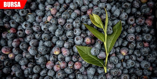 Yaban mersini üreticinin yüzünü güldürüyor Yaban mersini üreticinin yüzünü güldürüyor