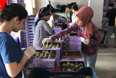 Sezona 10 lirayla başladı