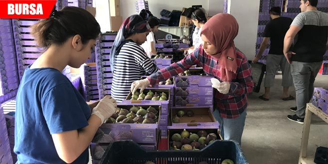 Sezona 10 lirayla başladı