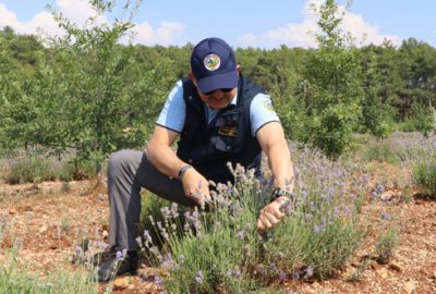 Lavanta üretimine ilgi hızla artıyor