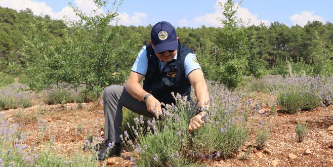 Lavanta üretimine ilgi hızla artıyor