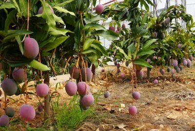 Tropikal meyvede hedef Avrupa pazarı