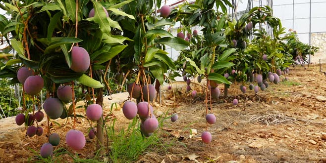 Tropikal meyvede hedef Avrupa pazarı