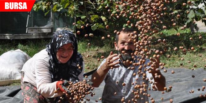 Fındık, üreticinin yüzünü güldürdü