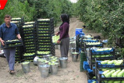 Kredi borçları 450 milyon TL… Gürsulu üretici yapılandırma istiyor