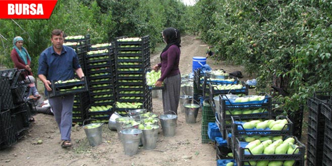 Kredi borçları 450 milyon TL… Gürsulu üretici yapılandırma istiyor