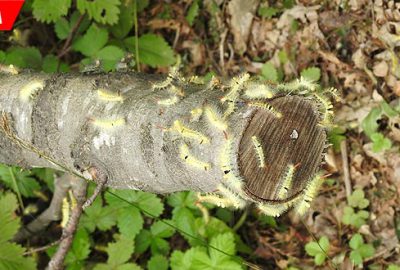 Kayın tırtılları ile biyolojik mücadele