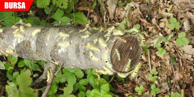 Kayın tırtılları ile biyolojik mücadele