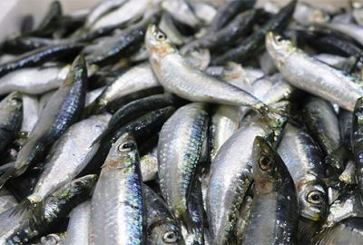 Beklenti büyük! Sezon 1 Eylül’de açılıyor