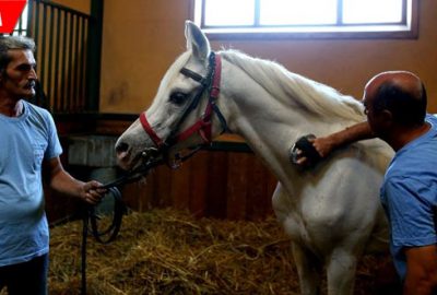 Soyundan gelen 63 yarış atı servet kazandırdı