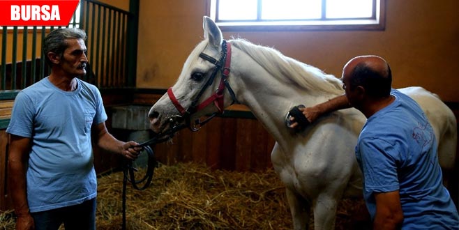 Soyundan gelen 63 yarış atı servet kazandırdı Soyundan gelen 63 yarış atı servet kazandırdı