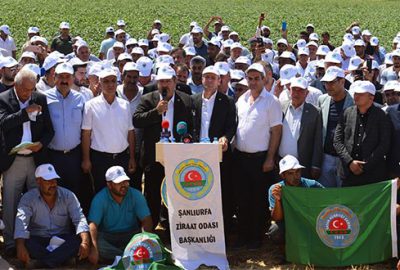 Pamukta 4,5 lira talebi