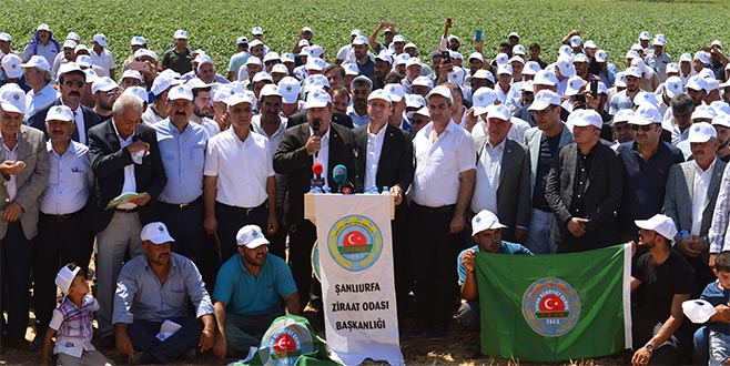 Pamukta 4,5 lira talebi