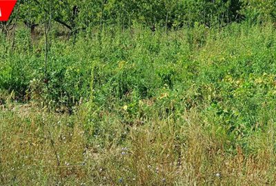 Ormanlık alanda 160 kök hint keneviri ele geçirildi