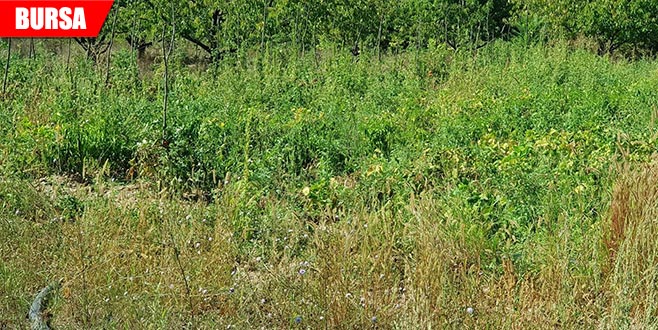 Ormanlık alanda 160 kök hint keneviri ele geçirildi