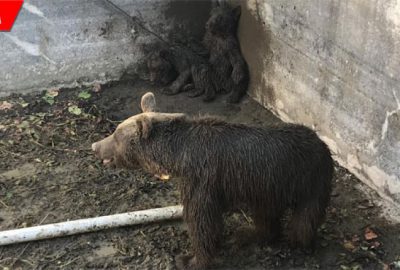 Ayı ailesine kurtarma operasyonu