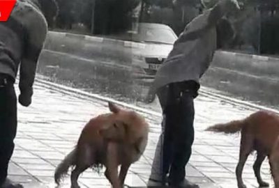 Sağanak yağmurda köpeği yumrukladı