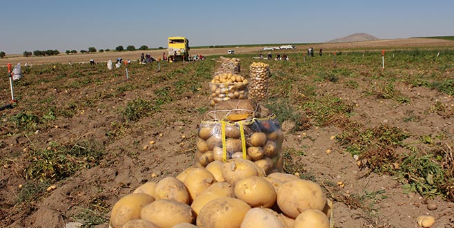 Üretimi artınca fiyatı düştü