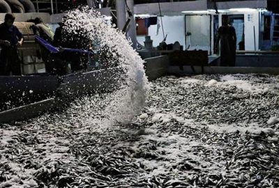 Karadeniz’de ‘istavrit’ bereketi