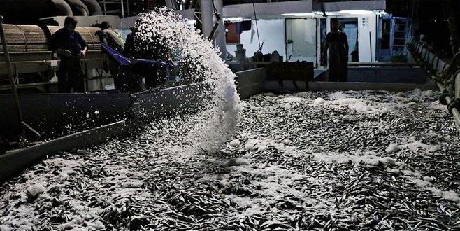 Karadeniz’de ‘istavrit’ bereketi