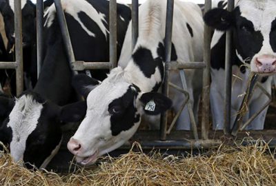 Şap haslığı alarmı! Büyükbaş hayvanların tamamı aşılanacak
