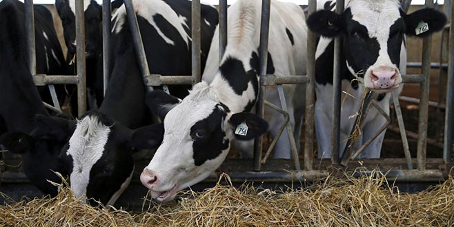 Şap haslığı alarmı! Büyükbaş hayvanların tamamı aşılanacak Şap haslığı alarmı! Büyükbaş hayvanların tamamı aşılanacak