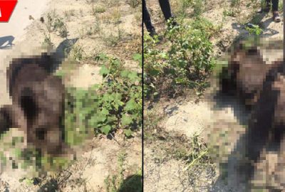 Otomobilin çarptığı ayı telef oldu