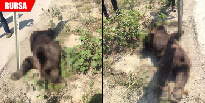 Otomobilin çarptığı ayı telef oldu Otomobilin çarptığı ayı telef oldu