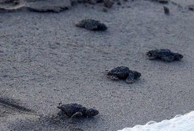 Kum tepeleriyle ünlü Patara carettaların da yuvası