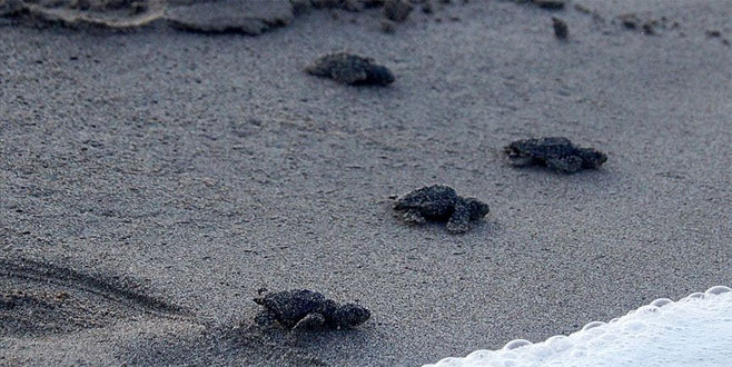 Kum tepeleriyle ünlü Patara carettaların da yuvası Kum tepeleriyle ünlü Patara carettaların da yuvası