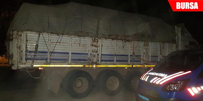Jandarma 20 ton kaçak tomruk ele geçirdi