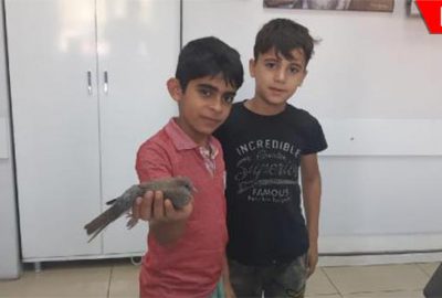 Uçamayan yavru kumruya çocuklar sahip çıktı