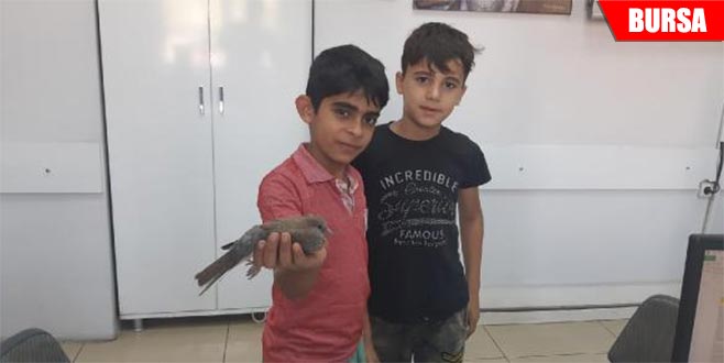 Uçamayan yavru kumruya çocuklar sahip çıktı