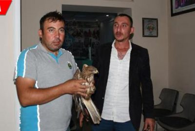 Otomobiliyle çarpıp yaraladığı şahine sahip çıktı