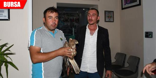 Otomobiliyle çarpıp yaraladığı şahine sahip çıktı