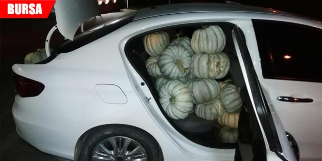 ‘Bal kabağı’ operasyonu