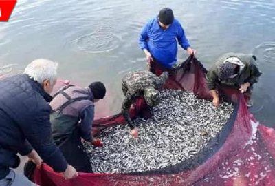 Palamut yok hamsi çok