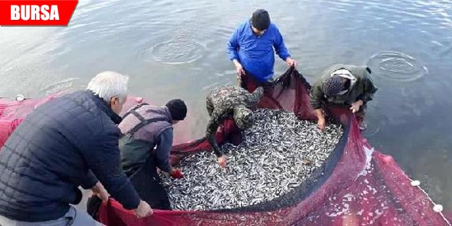 Palamut yok hamsi çok