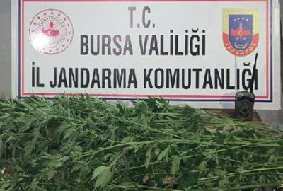 48 kök kenevir ele geçirildi: 2 gözaltı