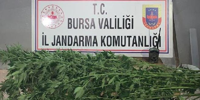 48 kök kenevir ele geçirildi: 2 gözaltı