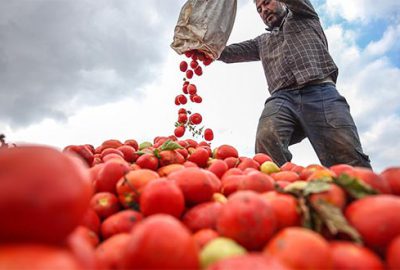 Rekolte iyi ama fiyatta umduğumuzu bulamadık