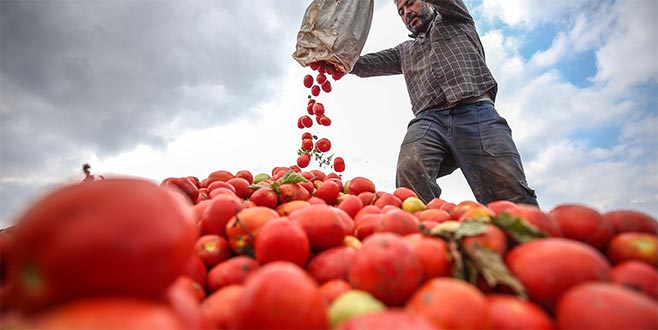 Rekolte iyi ama fiyatta umduğumuzu bulamadık