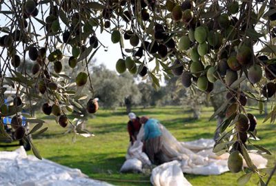 Zeytin üreticilerine müjde